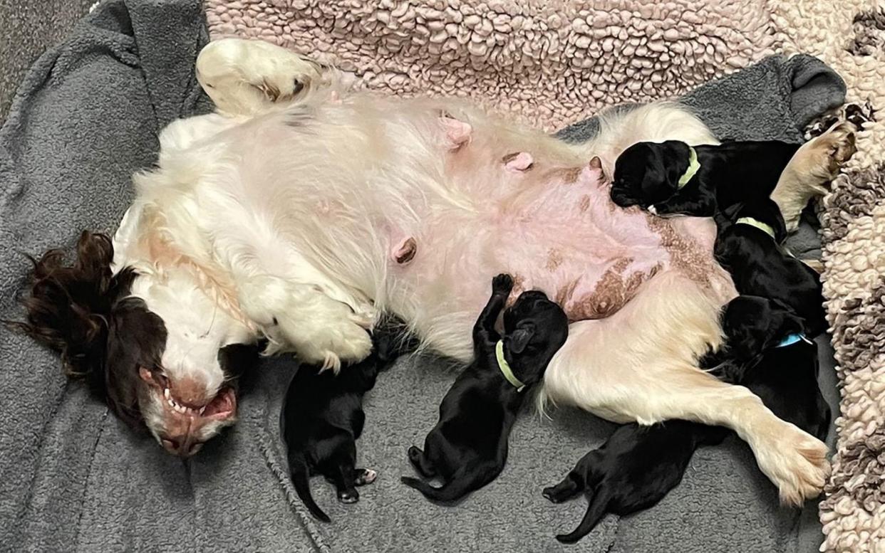 All six puppies are making full recovery at a local vet’s surgery and have been reunited with their mother - Durham Police /PA Wire