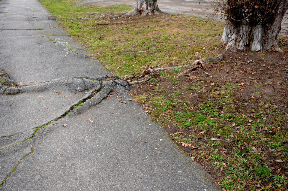 large crack on a sidewalk cause by tree roots