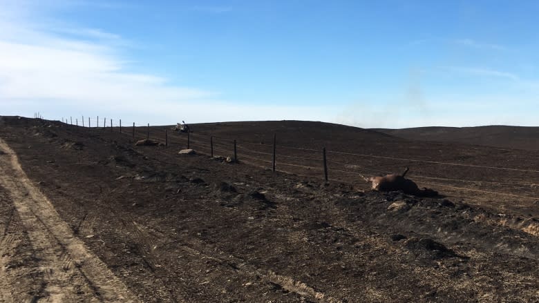 Funding up in the air for Sask. farmers dealing with loss of cattle after fire