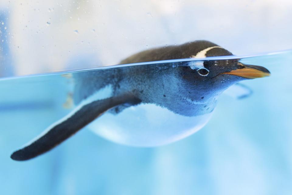 Penguins' suits act as camouflage.