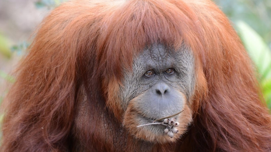 Zoo keepers were shocked to learn Karta was pregnant. Photo: AAP