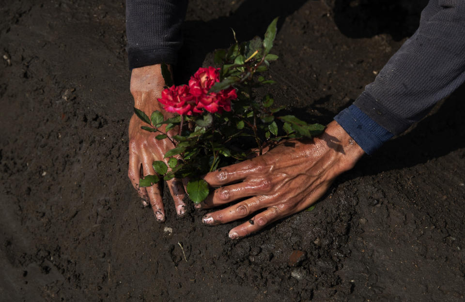 En esta imagen, tomada el 20 de octubre de 2020, Jorge Arvizu, empleado del cementerio, planta un rosal en una tumba en el cementerio municipal Valle de Chalco durante la pandemia del coronavirus, a las afueras de la Ciudad de México. Las familias mexicanas suelen visitar los cementerios para recordar a sus parientes fallecidos en el "Día de los Muertos", pero las autoridades dijeron que este año los camposantos estarán cerrados para ayudar a frenar la propagación del COVID-19. (AP Foto/Marco Ugarte)