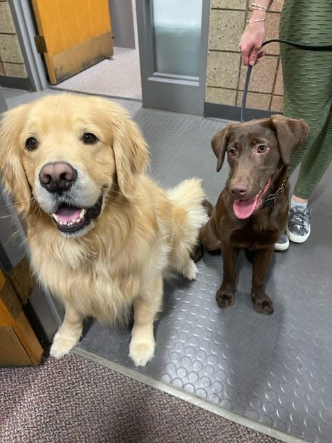 Ben Franklin, left, and his new partner, Frankie, who are both Franklin Police Department dogs.