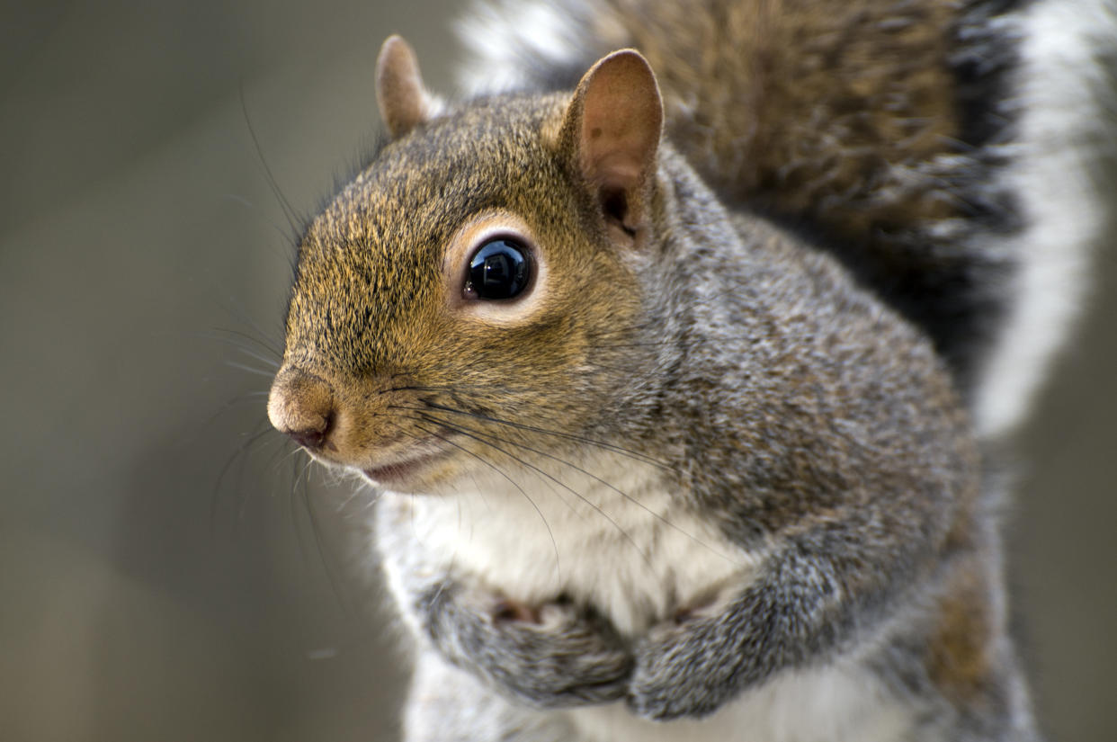 A New York man has been arrested after allegedly killing a squirrel with a bow and arrow&nbsp;for&nbsp;purportedly giving him a dirty look. (Photo: busypix via Getty Images)