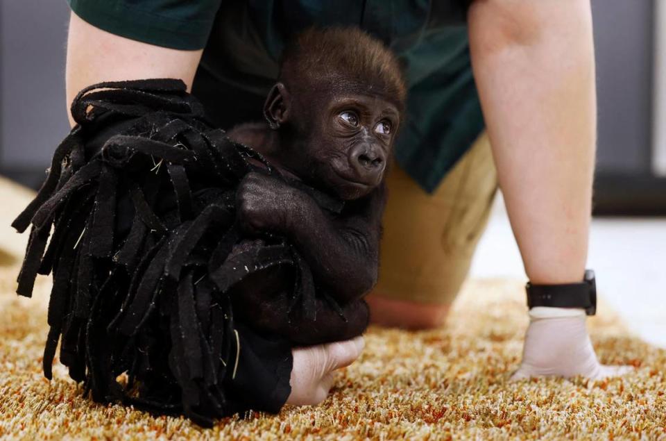 Gorilla keeper Angie Holmes mimics how a mother gorilla would walk with baby gorilla Jameela while caring for her on Wednesday at the Fort Worth Zoo. Jameela, the first gorilla born by Cesarean section the Fort Worth Zoo, will be transferred to the Cleveland Metroparks Zoo in the hopes of finding her a surrogate mother.