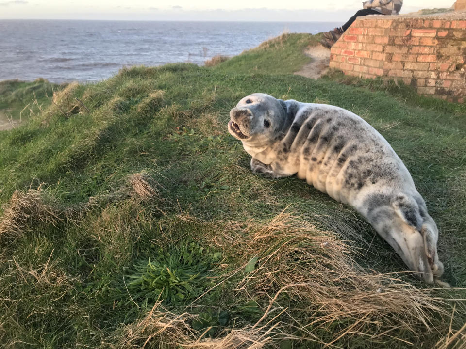 **EMBARGOED UNTIL 00:01 Sunday 1/1/2023. No online use until then please.** 

NORFOLK Seal on clifftop - one of the RSPCA's wackiest animal rescues of 2022. See SWNS story SWMRanimals. The RSPCA has revealed the wackiest animal rescues of the year - including saving two not fantastic foxes from car wheels and a seal from a PUB. Hilarious pictures show hapless pets and wild animals trapped in bizarre places before being freed by baffled rescuers. The charity has compiled 21 of the oddest rescues of 2022, with the weirdest being a seal pup that slithered into a Bristol pub. 