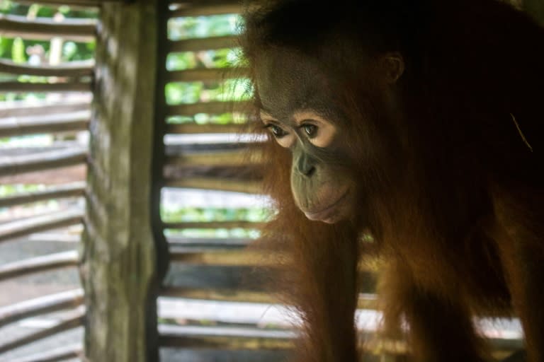 Conservation workers say such rescues are doomed to be repeated unless forest clearing is tackled