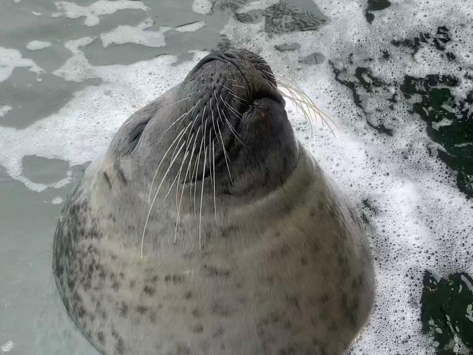 Yellow, the Atlantic harbor seal, has died, Buttonwood Park Zoo officials announced on Thursday. She was less than one week away from her 40th birthday.