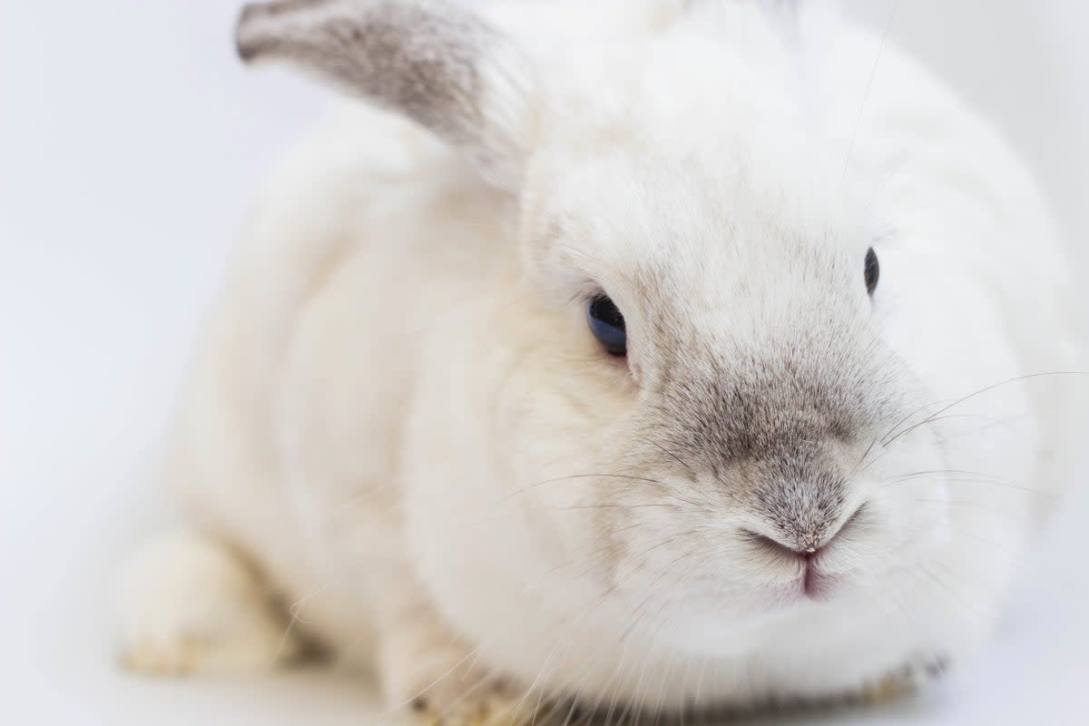 It is tradition to say “white rabbits” on the first of the month (Gustavo Zambelli/Unsplash)