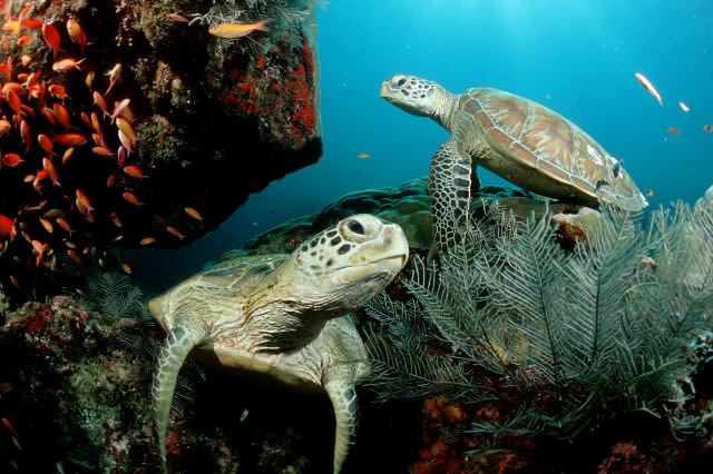 Two Green sea turtle, green turtles on a cleaner station, Chelonia mydas, Malaysia, Pazifik, Pacific ocean, Borneo, Sipadan