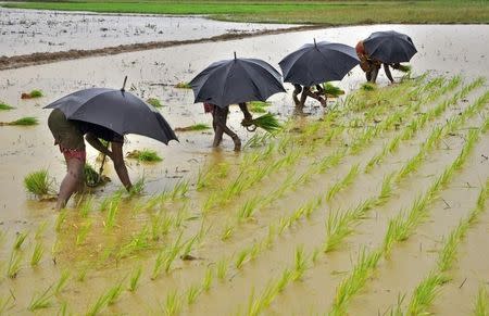 Labourers plant saplings in a paddy field on the outskirts of the eastern Indian city of Bhubaneswar July 19, 2014. REUTERS/Stringer