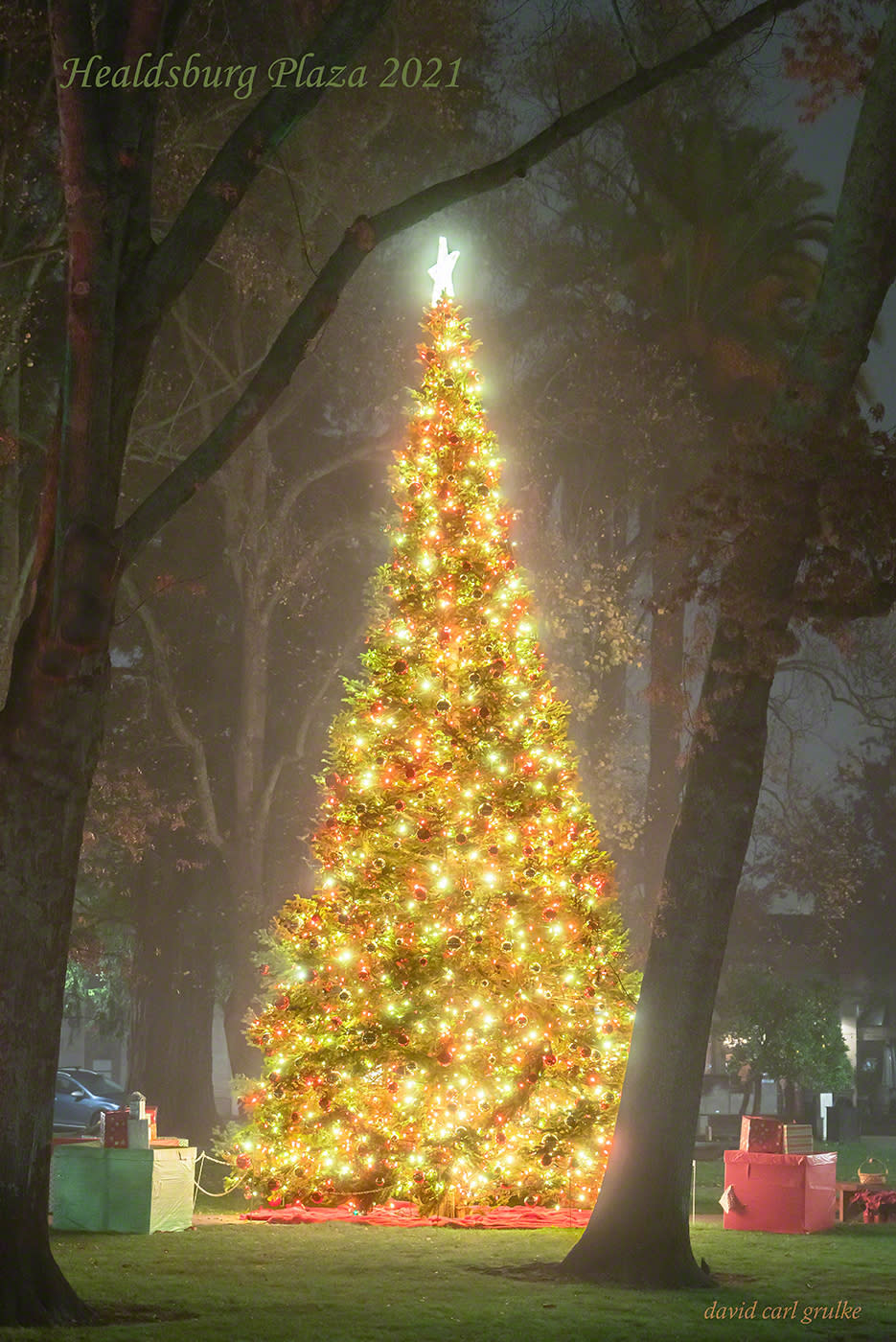 The Christmas tree at the Healdsburg Plaza, as seen in the misty wee hours Sunday morning. (Photo courtesy of David Grulke)