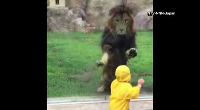 The toddler gets a surprise to see the animal trying to pounce him. Picture: YouTube/The Purrfect Kingdom Of Cats