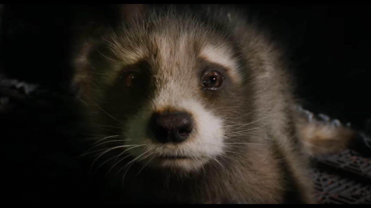  A cowering baby Rocket stares directly into the camera in Marvel's Guardians of the Galaxy Volume 3 