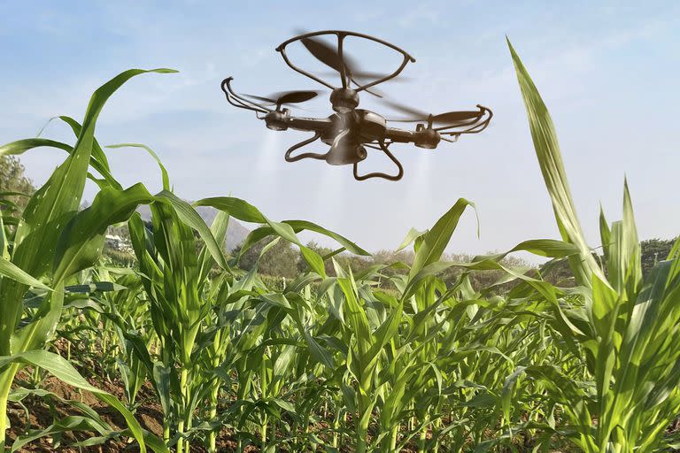 Agtech,  La nueva cultura
productiva que mete
al campo en un celular, Lejos de reflejar un sector ìprimarizadoî, la agricultura digital abre el camino no solo a la mejora de los rindes sino a la sustentabilidad.
FOTO: SHUTTERSTOCK

Drone flying over corn fields with sprayed fertilizer. Agriculture of smart farming controlled by Technology. Of free space for texts and branding.