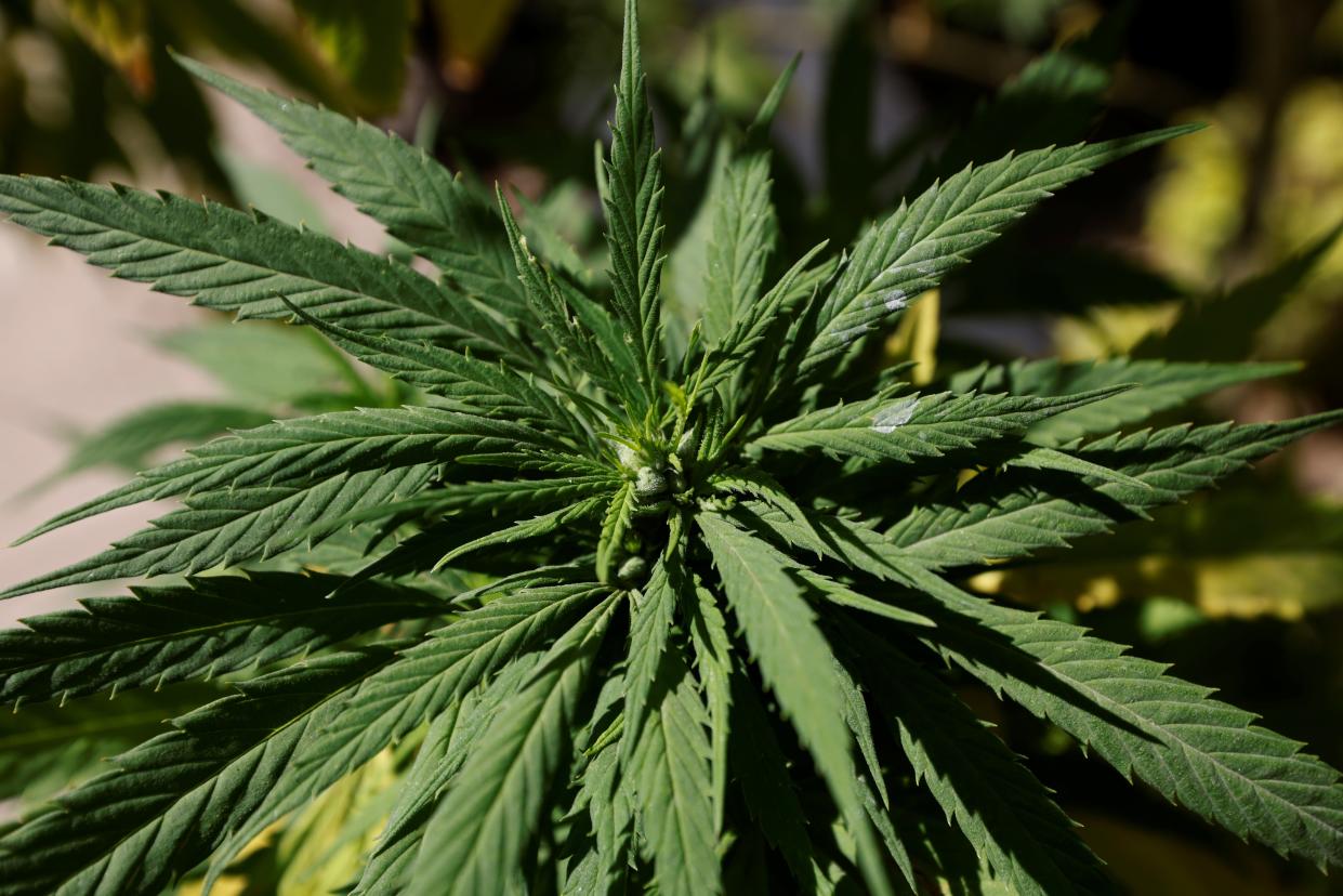 <p>Marijuana leaves are seen next to Mexico’s Senate building at the protest cannabis garden of the Cannabico Mexican Movement</p> (REUTERS)