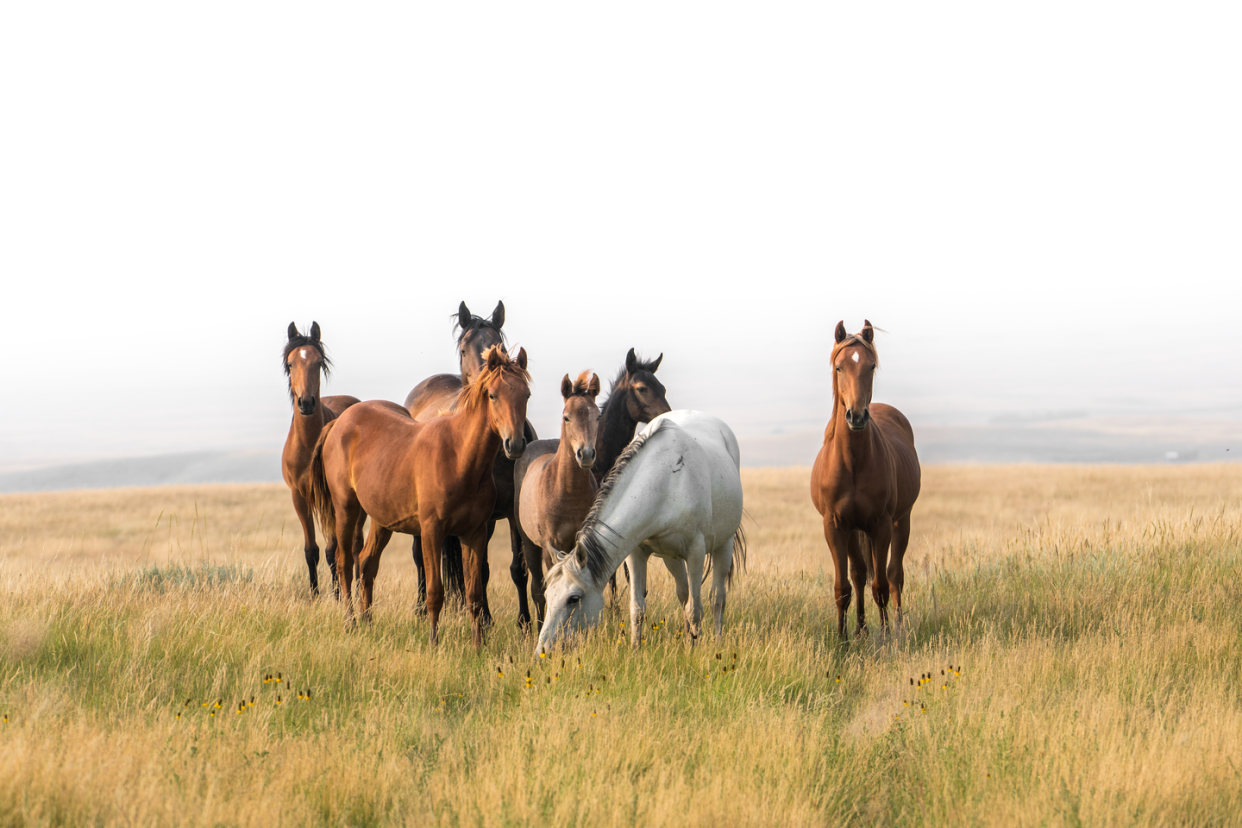 girl horse names