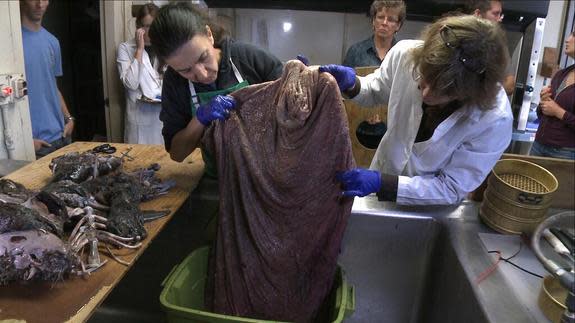 Shark scientist Antonella Preti recently dissected the largest mako shark stomach she's even encountered, in order to find out what these giants of the ocean eat.