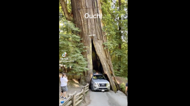 Drive Through Redwood Becomes Literal Tourist Trap For Nissan