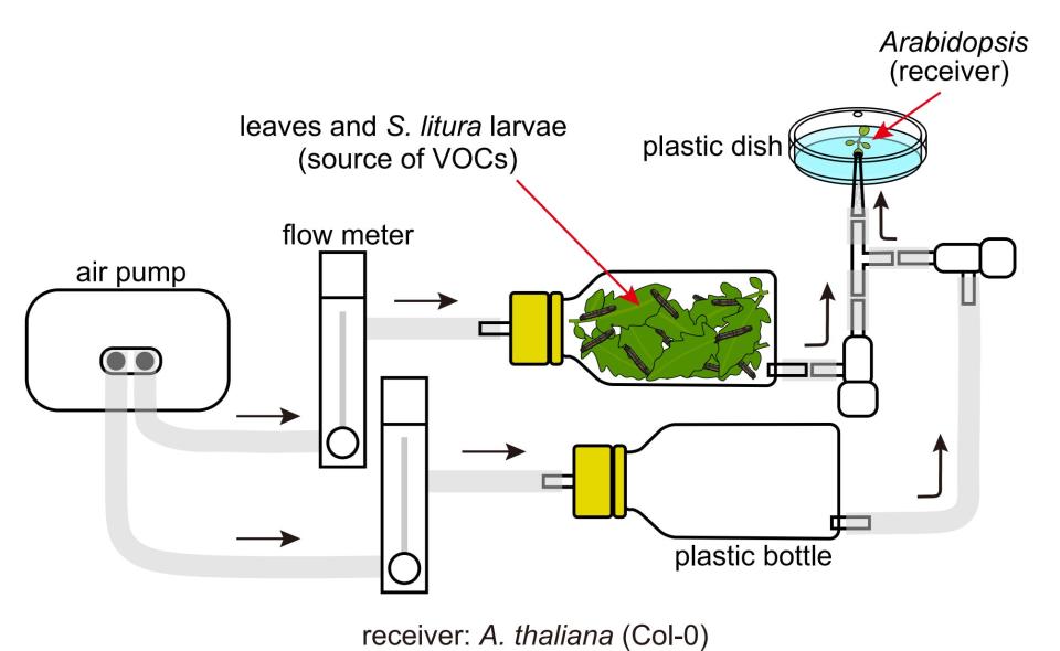 Illustration showing science experiment of an air pump connecting two bottles with plants.