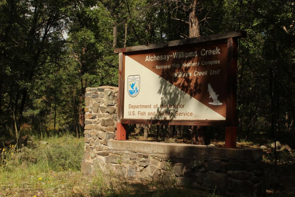 Williams Creek National Fish Hatchery in McNary, is one of two locations in the area where fish are hatched and taken to nearby creeks and rivers.