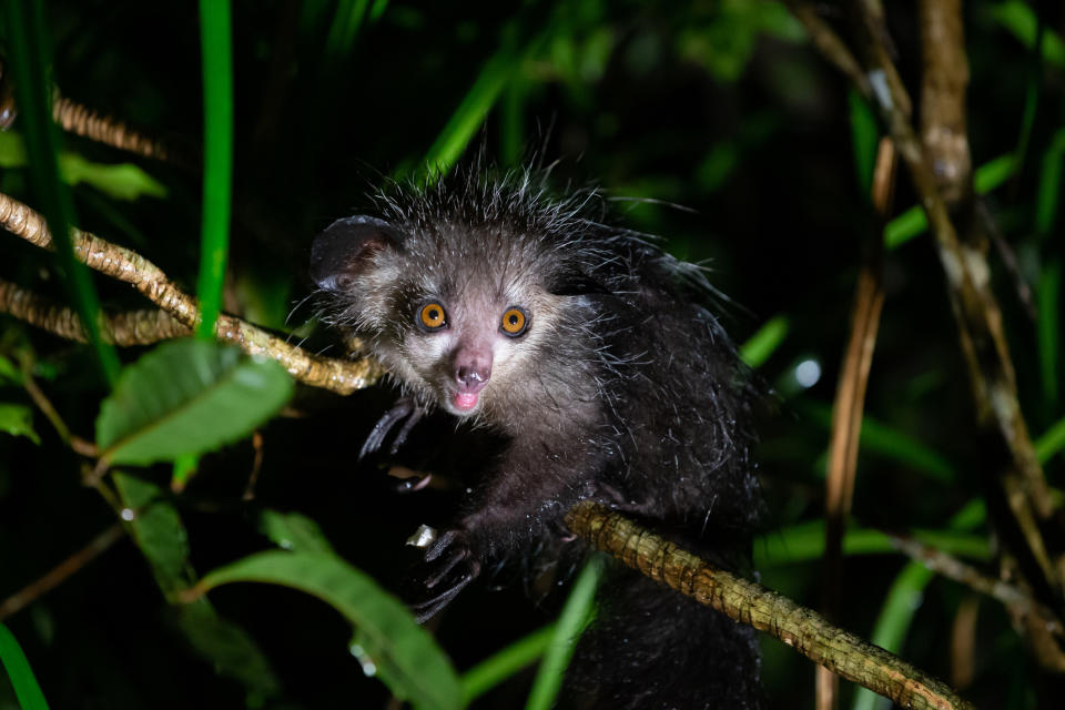 Aye-Aye Lemurs