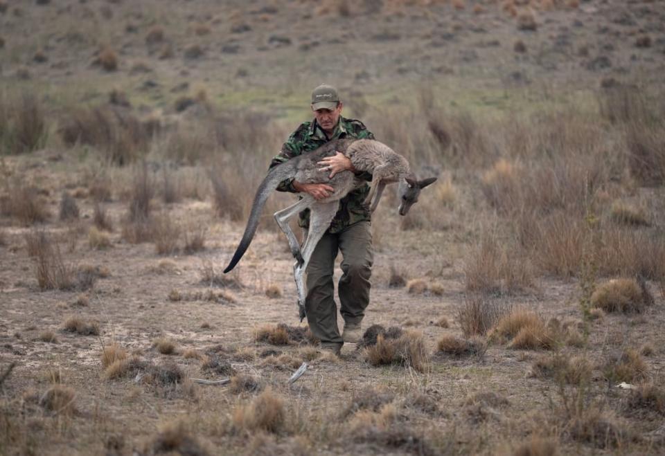 <div class="inline-image__caption"><p>Animal rescuer Marcus Fillinger carried a kangaroo, burned by bushfires, on February 4, 2020 in Peak View, Australia. The dart gun specialist had tranquilized the wounded animal near a fire-scorched Koala reserve for transport to a recovery center. Networks of wildlife rescuers and caregivers across Australia helped respond to the country's historic bushfires, which killed countless animals.</p></div> <div class="inline-image__credit">John Moore/Getty</div>