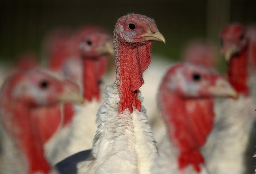 PETALUMA, CA - NOVEMBER 21: Broad Breasted White turkeys stand in their enclosure at Tara Firma Farms on November 21, 2017 in Petaluma, California. An estimated forty six million turkeys are cooked and eaten during Thanksgiving meals in the United States. (Photo by Justin Sullivan/Getty Images)