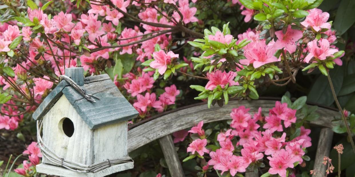 azaleas in spring with garden decorations, landscaping close up