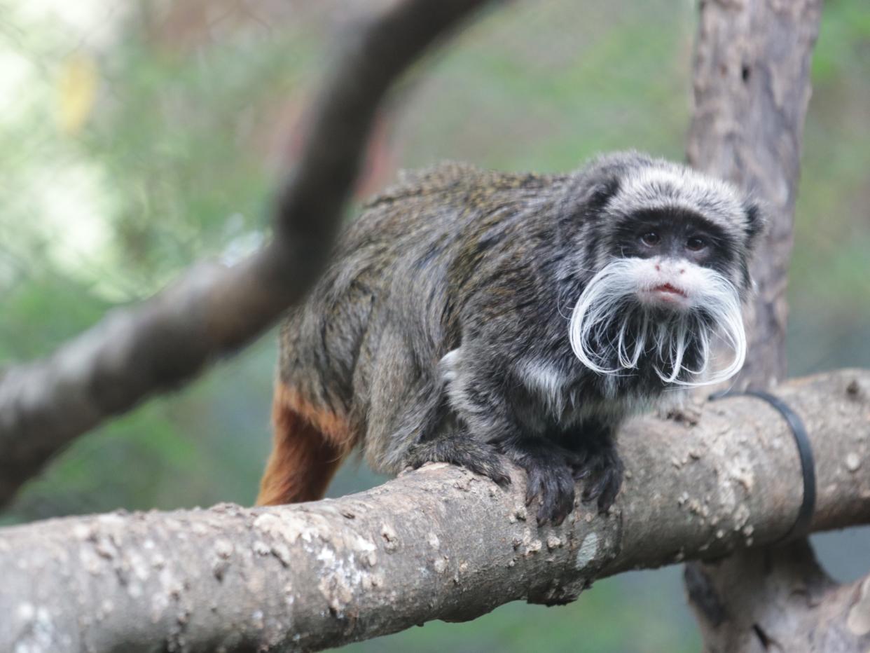 Emperor tamarin monkey