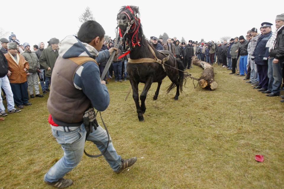 A man helps horse to pull log after annual horse race organized by Orthodox believers on Epiphany Day in Pietrosan