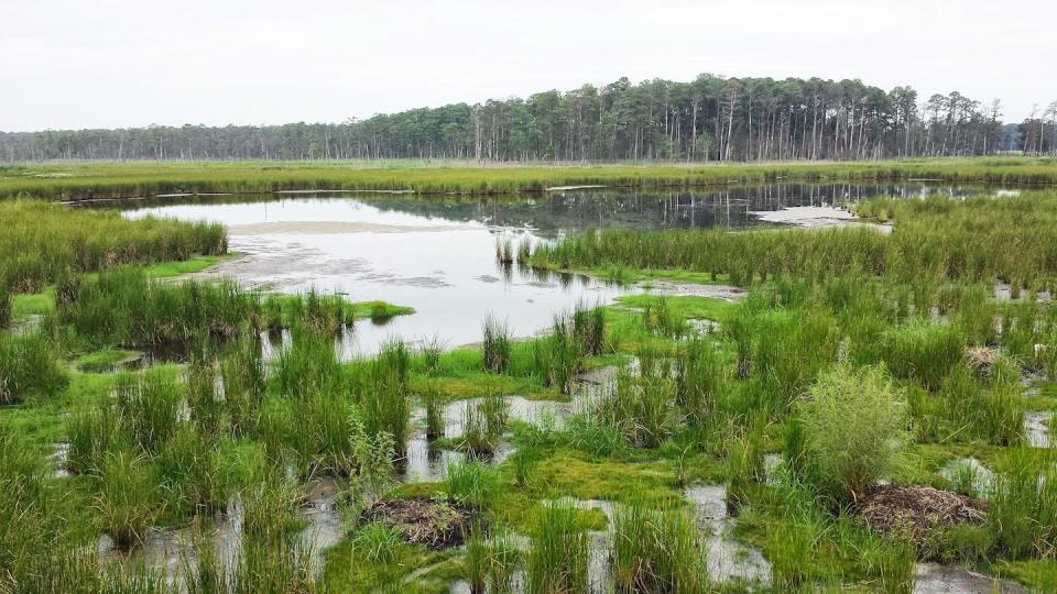 A view across a marsh with tall grasses, open expanses of water and trees in the background, include many dead trees at the edge of the forest.