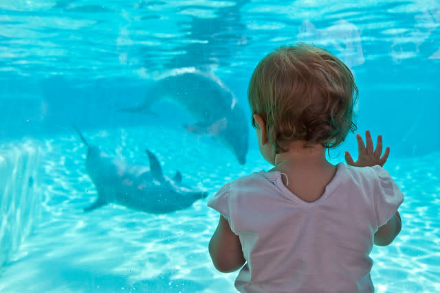 Touching The Blue Beyond (Jessica with Bottlenose Dolphins), Sea World San Diego