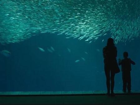 The Big Little Lies trailer features Shailene Woodley’s Jane and her son at the famous aquarium. Photo: HBO