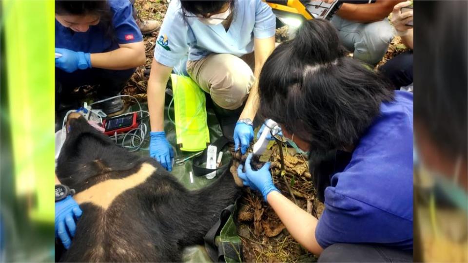 搶救台灣黑熊！　誤觸陷阱左前肢截指