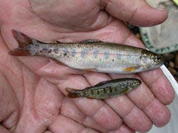 A Gardiner man was charged for killing 15,000 to 20,000 salmon smolts at a hatchery in southwest Oregon. File photo.