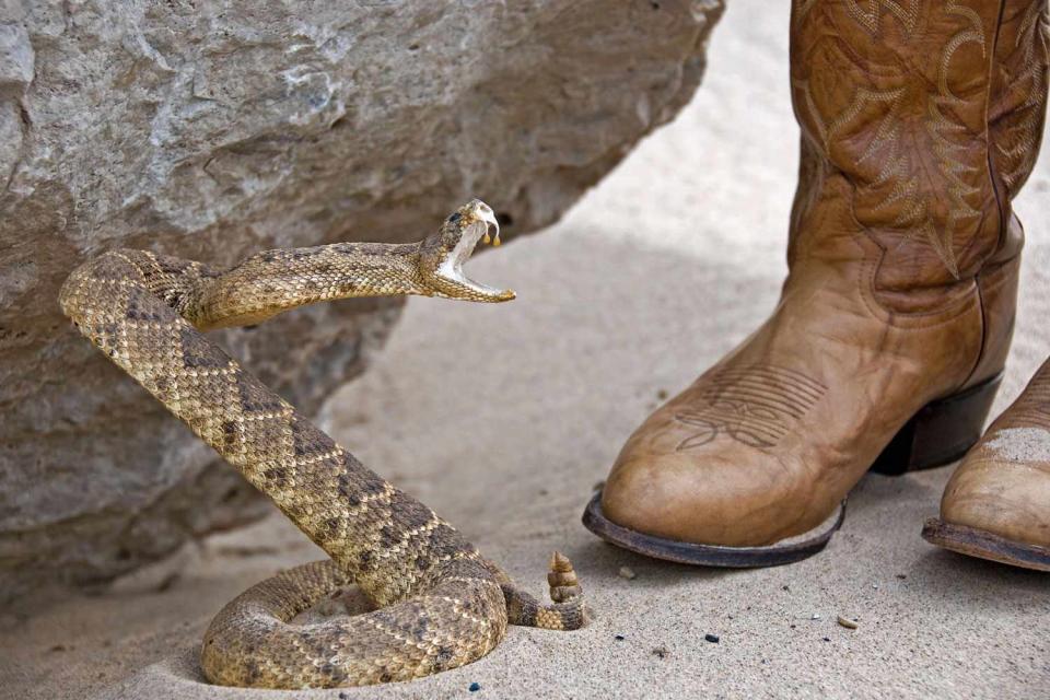 <p>Getty</p> A stock image of a snake