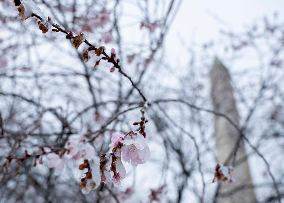 Snow and ice covers blooming Cherry Blossoms along the National Mall near the Washington Monument (R) in Washington, DC, on March 12, 2022. -(Photo by Stefani Reynolds / AFP) (Photo by STEFANI REYNOLDS/AFP via Getty Images)