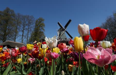 A windmill is seen in the Keukenhof garden in Lisse, Netherlands April 19, 2019. REUTERS/Yves Herman