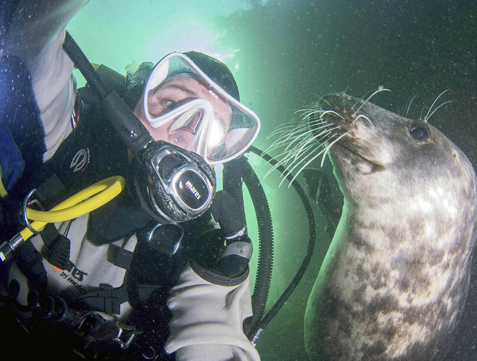 Seal steal — playful pup tries to take camera