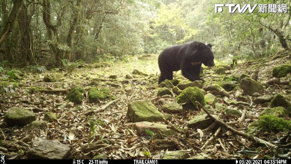 玉山國家公園中的台灣黑熊族群正在擴張增長。（圖／玉山國家公園 臉書）