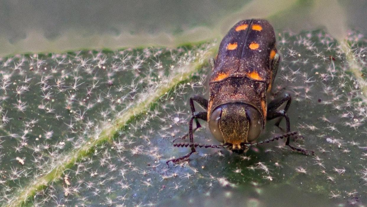 A goldspotted oak borer sits on a leaf. The beetle has been deemed responsible for the deaths of tens of thousands of oak trees in California.