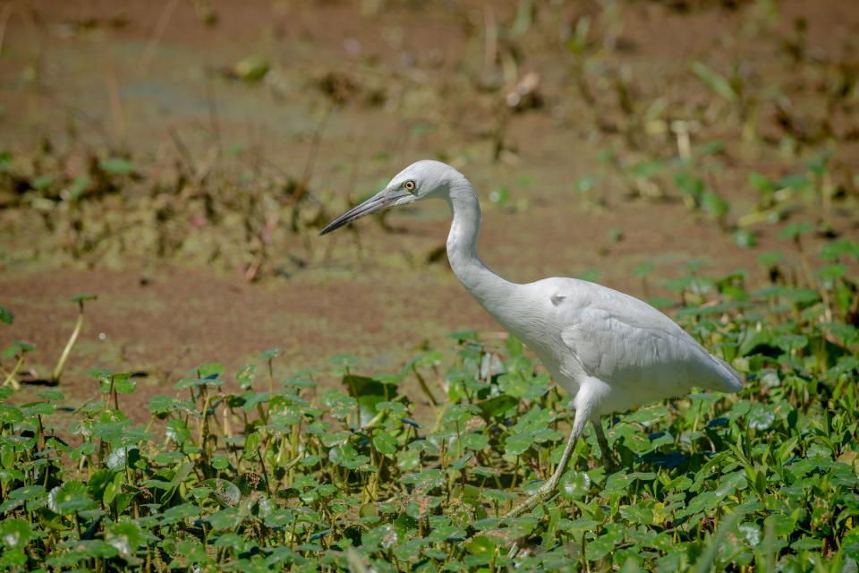 Harris Neck National Wildlife Refuge