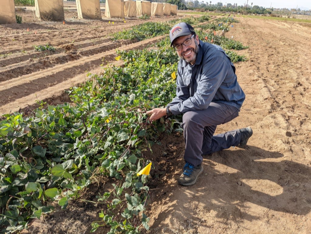 Joel Sachs, UCR professor of evolution and ecology, with black-eyed peas crops  (Joel Sachs/UCR)