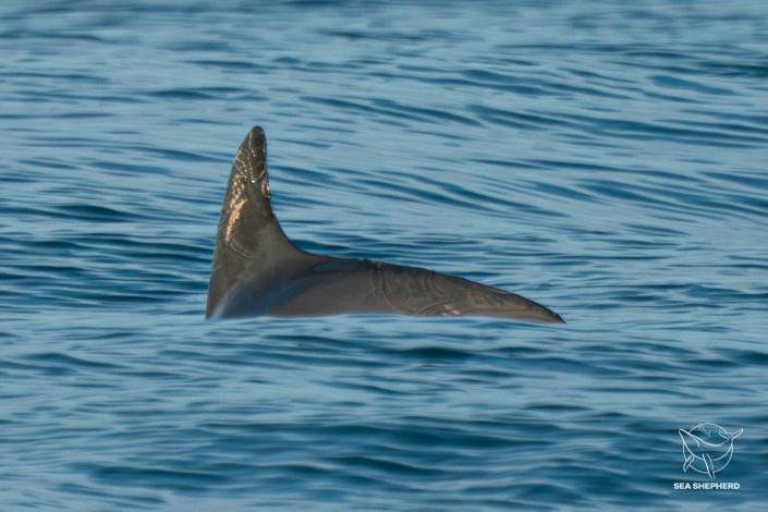 About a dozen vaquitas were spotted on a recent scientific expedition in the Gulf of California (Handout)