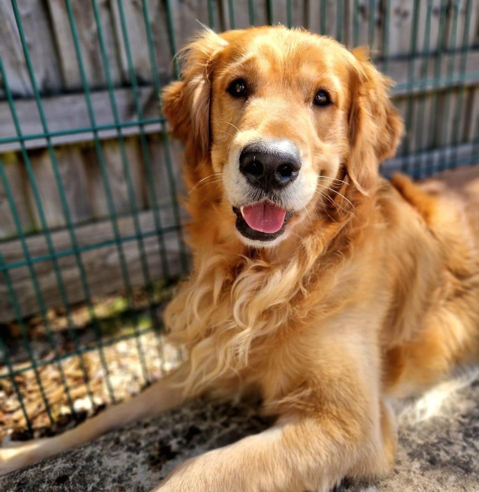 Spencer, the golden retriever, is described as a real people watcher