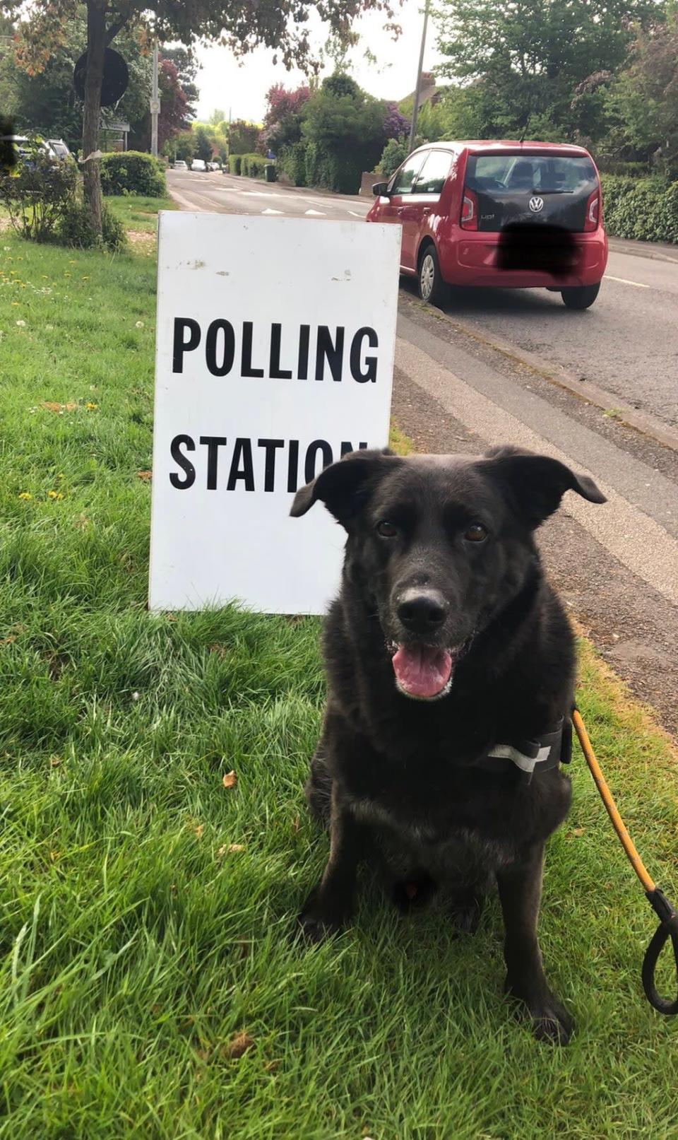 German Shepherd/Labrador-cross Oz was among many dogs accompanying their owners as they cast their votes in the local elections on Thursday (Kavita Iyer/PA)