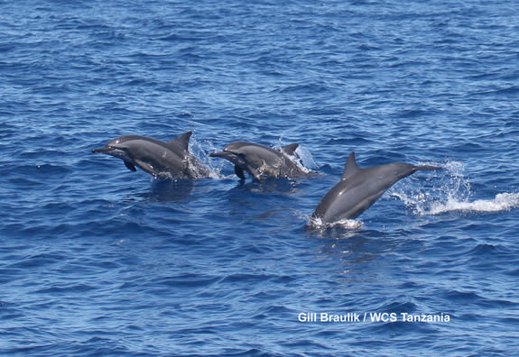 Spinner dolphins off the coast of Tanzania leap toward the bow of WCS conservationist Gill Braulik's survey boat.