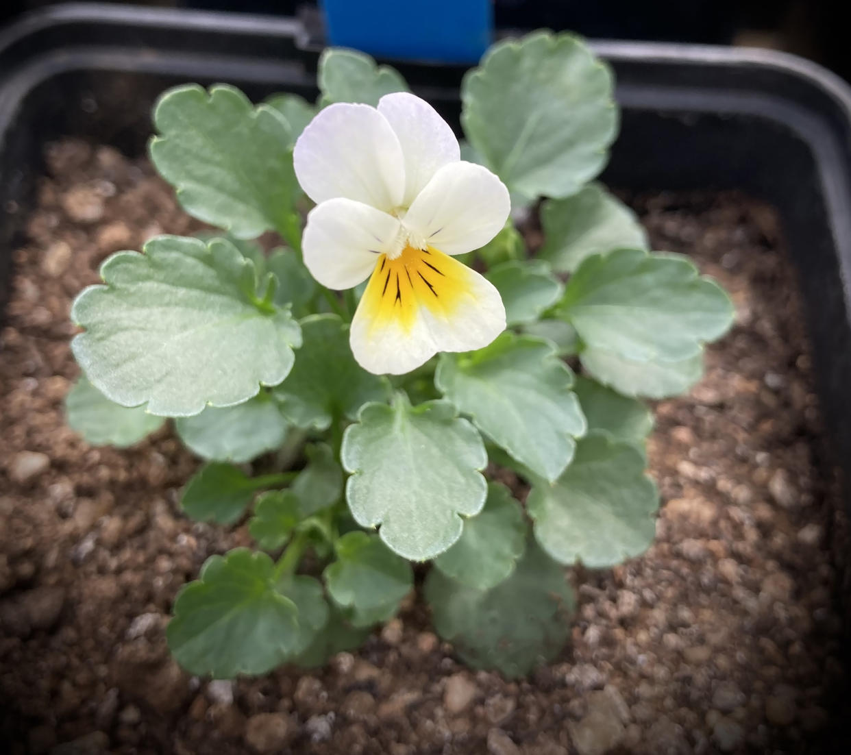 Un estudio en Francia sobre los pensamientos silvestres encontró que durante las últimas décadas las flores se autofecundan más a menudo, utilizando su propio polen para fertilizar sus semillas. (Samson Acoca-Pidolle via The New York Times)