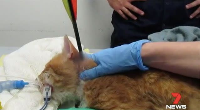 The cat, now named Beau, needed surgery to remove the 75cm arrow. Source: 7 News